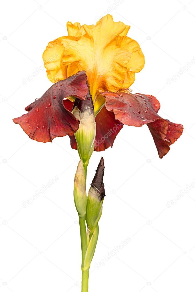 Rare color yellow and red wet iris flower isolated on white background