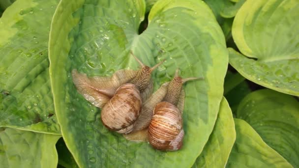 Deux gros escargots sur une feuille de hosta verte — Video