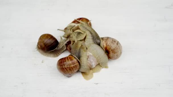 组的 6 蜗牛在草地上 — 图库视频影像