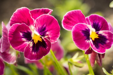 Heartsease (Viola tricolor) fine flowers against a greenish background clipart