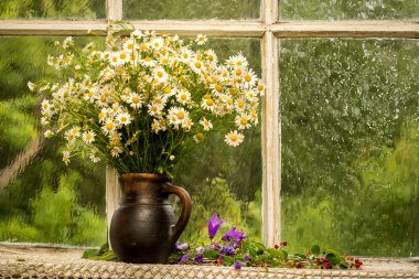 Chamomiles güneşli, yağmurlu günde pencere eşiğinde