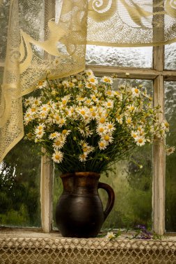 Chamomiles güneşli, yağmurlu günde pencere eşiğinde