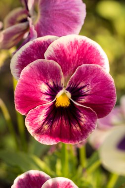 Heartsease (Viola tricolor) fine flowers against a greenish background clipart