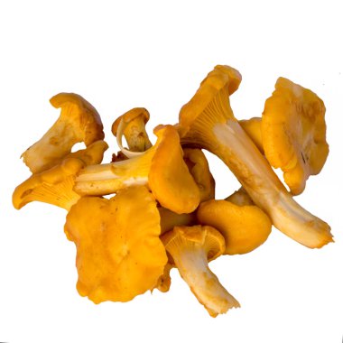 beyaz zemin üzerinde izole Cantharellus cibarius mantar. cantharellaceae basidiomycetes.