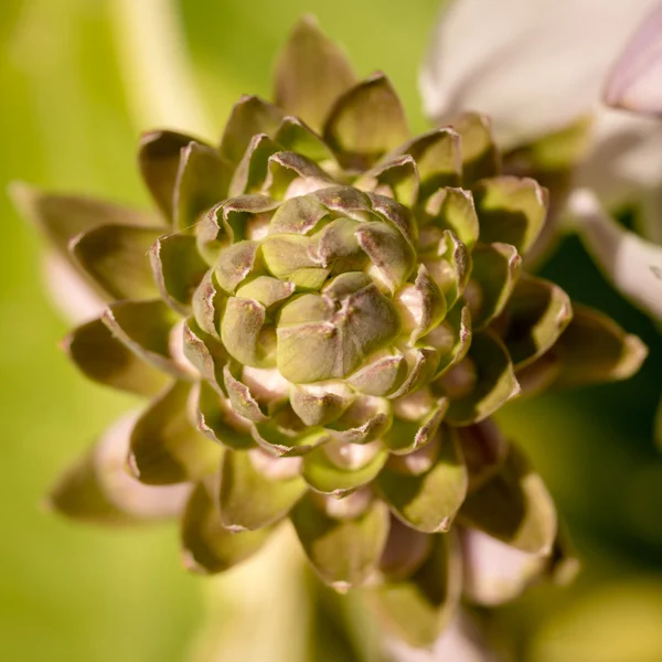 Hosta bourgeons et fleurs close up — Photo