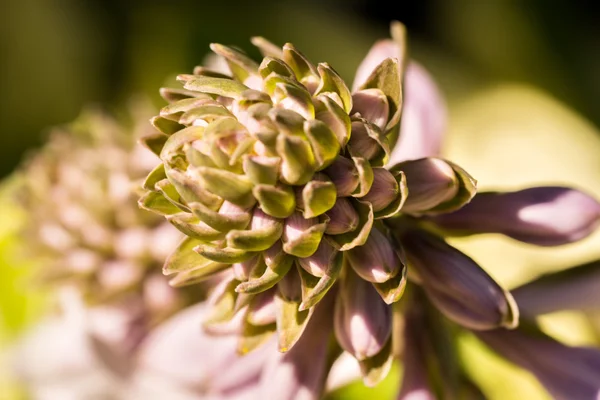 Hosta bourgeons et fleurs close up — Photo