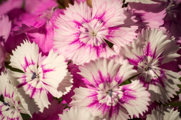 Sauvages fleurs roses carnation. photo macro avec mise au point sélective — Stock fotografie