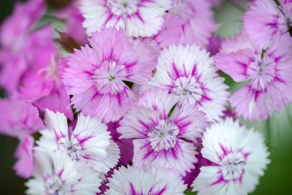 Wild carnation roze bloemen. macro foto met selectieve aandachtvahşi, karanfil, pembe çiçekler. Makro fotoğraf seçici odak ile — Stok fotoğraf