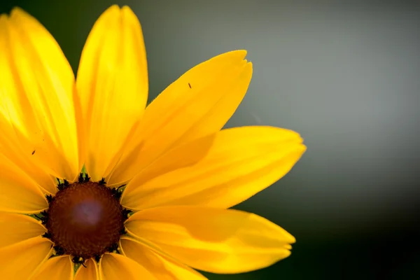 Luminoso giallo rudbeckia o fiore Susan dagli occhi neri in giardino — Foto Stock