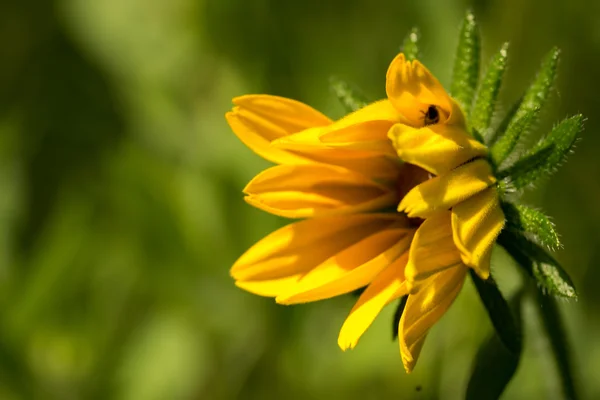 Luminoso giallo rudbeckia o fiore Susan dagli occhi neri in giardino — Foto Stock