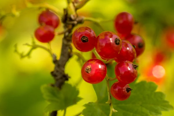 Red Currant berries on a bush closeup — Stock Photo, Image