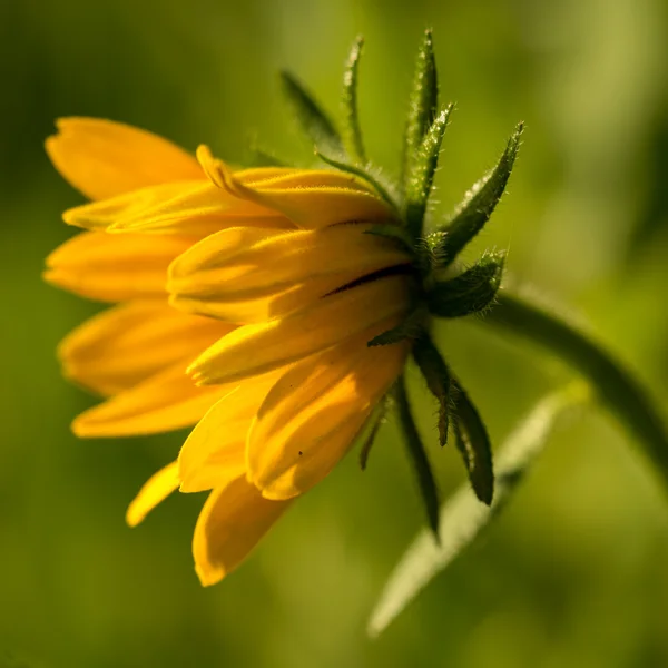 Luminoso giallo rudbeckia o fiore Susan dagli occhi neri in giardino — Foto Stock