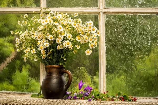 Camomilla sul davanzale della finestra in una giornata di sole piovoso — Foto Stock