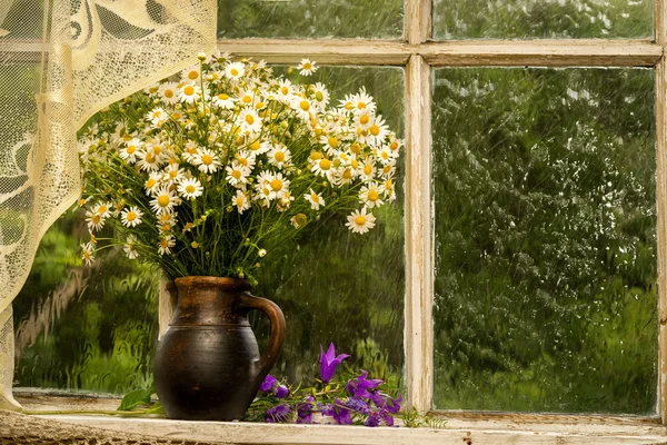 Camomilles sur le rebord de la fenêtre par une journée pluvieuse ensoleillée — Photo