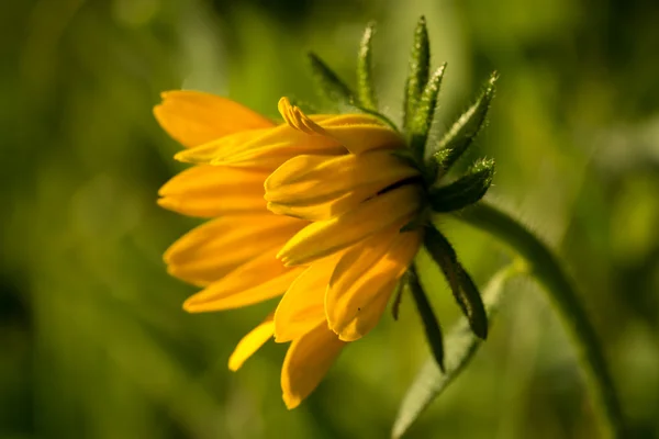 Luminoso giallo rudbeckia o fiore Susan dagli occhi neri in giardino — Foto Stock