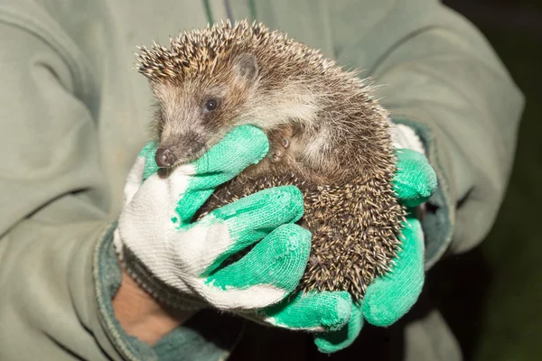 Hedgehoog in wapens — Stockfoto