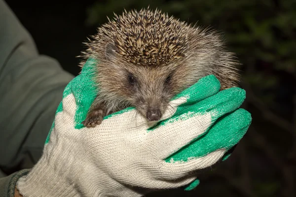 Hedgehoog in wapens — Stockfoto