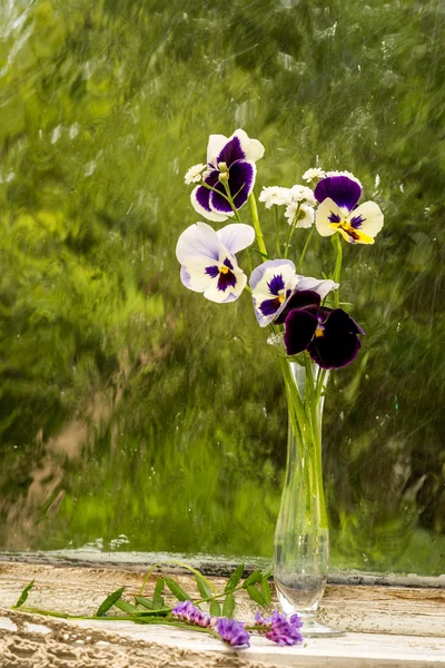 Heartsease (Viola tricolor) fine flowers bouquet in a window sill in a sunny rainy day — Stockfoto