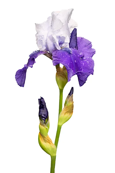 Flor de iris azul y blanco aislada sobre fondo blanco —  Fotos de Stock