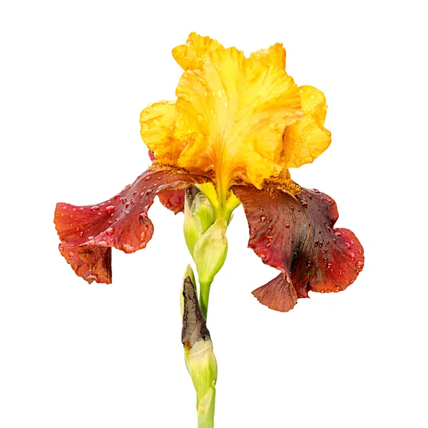 Flor de iris amarilla y púrpura aislada sobre fondo blanco —  Fotos de Stock