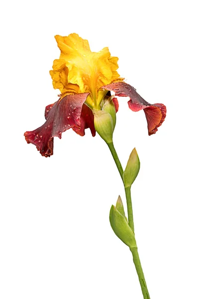 Geel en paars iris bloem geïsoleerd op witte achtergrond — Stockfoto