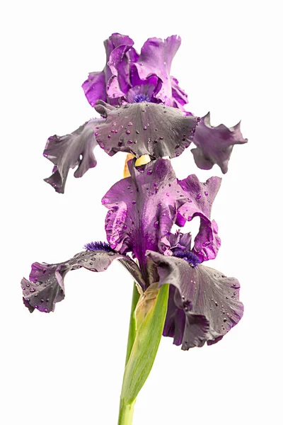 Flor de iris violeta aislada sobre fondo blanco —  Fotos de Stock