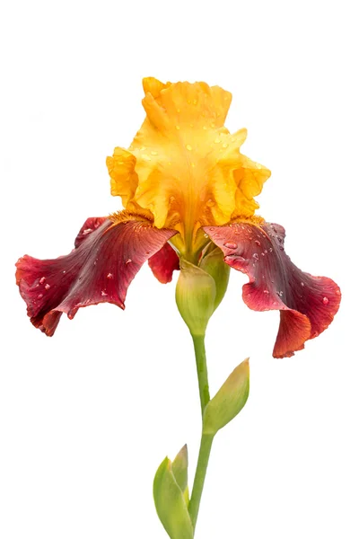 Flor de iris amarilla y púrpura aislada sobre fondo blanco — Foto de Stock