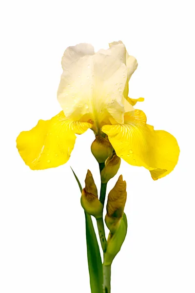Flor de íris amarela e branca isolada sobre fundo branco — Fotografia de Stock