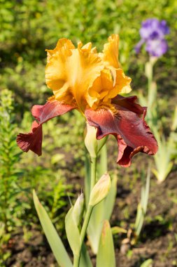 Sultan sarı ve mor Iris doğal yeşil arka plan üzerinde bir closeup