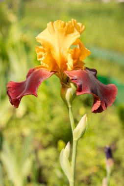 Sultan sarı ve mor Iris doğal yeşil arka plan üzerinde bir closeup
