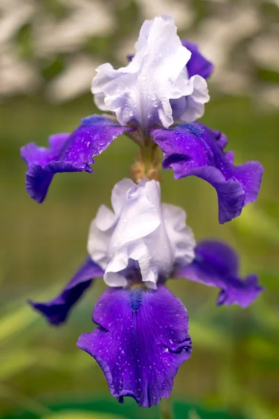 Due fiori di iris blu e bianco su uno sfondo naturale — Foto Stock