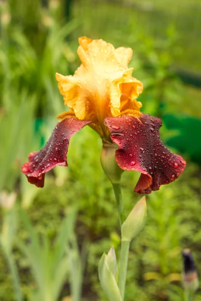 Un primer plano de un iris amarillo y púrpura del sultán sobre un fondo verde natural — Foto de Stock