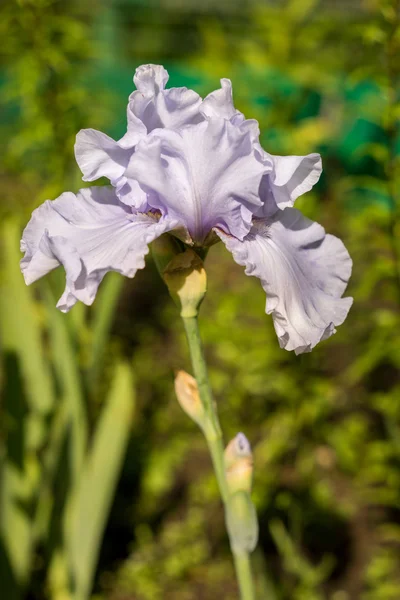 Güzel çiçek Iris portre — Stok fotoğraf