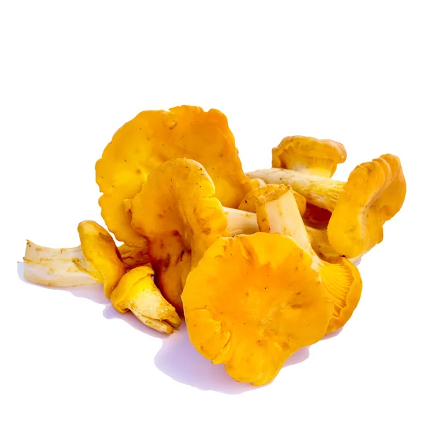 흰색 배경에 고립 된 노란색 살구 버섯 — 스톡 사진