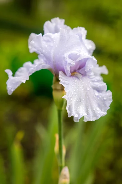 Krásná květina kosatec closeup — Stock fotografie