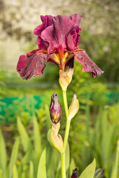 Iris violet contre une herbe verte — Photo