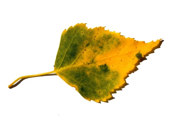 Folha de bétula. Isolado em branco . — Fotografia de Stock