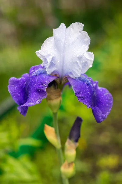 Μια νεαρή όμορφη νέα το μπλε και άσπρο Iris αυξάνεται έξω κατά τη διάρκεια της άνοιξη — Φωτογραφία Αρχείου
