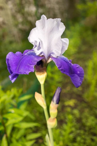 Un hermoso joven nuevo Iris azul y blanco creciendo afuera durante la primavera —  Fotos de Stock