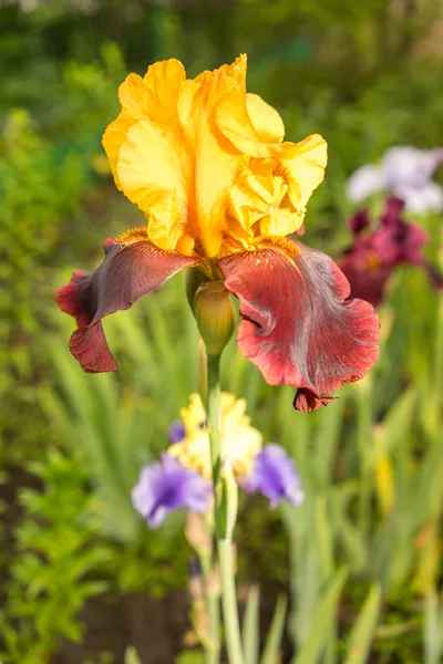 Un primer plano de un iris amarillo y púrpura del sultán sobre un fondo verde natural — Foto de Stock