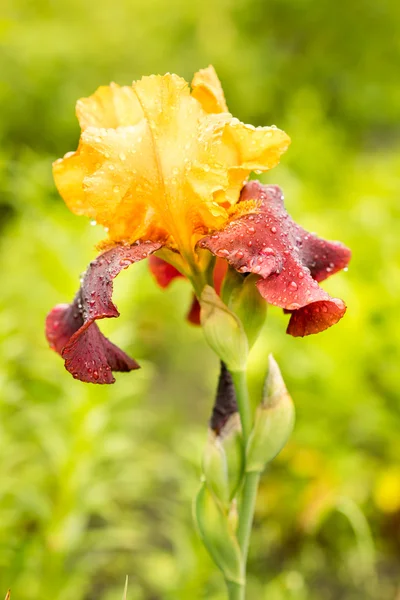 Primo piano di un sultano giallo e viola iris su uno sfondo verde naturale — Foto Stock