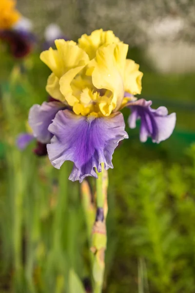 Modré a žluté iris květina na přirozené pozadí — Stock fotografie