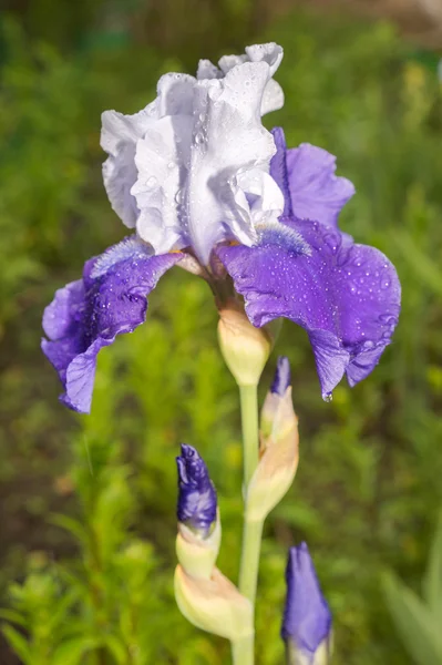 Un hermoso joven nuevo Iris azul y blanco creciendo afuera durante la primavera —  Fotos de Stock