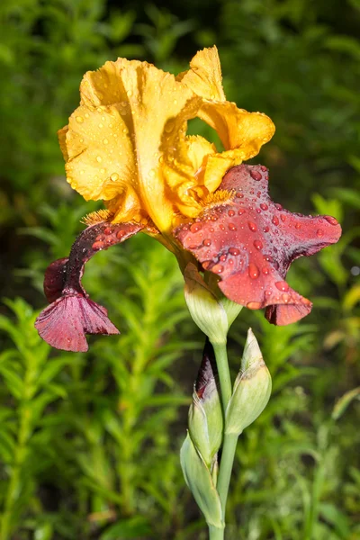 Primo piano di un sultano giallo e viola iris su uno sfondo verde naturale — Foto Stock