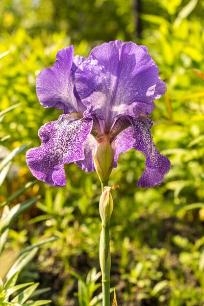 Azul con manchas blancas flor de iris —  Fotos de Stock