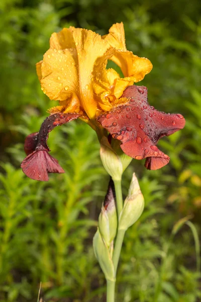 Closeup sultán žlutá a červená iris na přírodní zelené pozadí — Stock fotografie