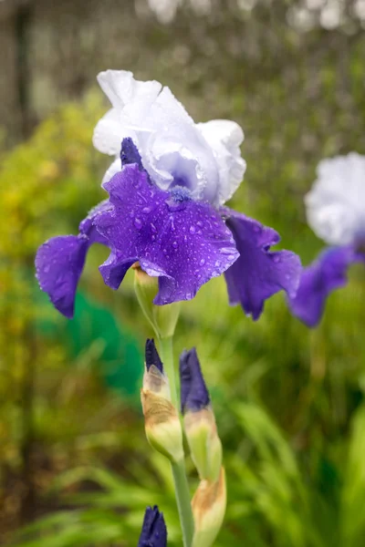 Een mooie jonge nieuwe blauwe en witte Iris groeiende buiten in het voorjaar — Stockfoto