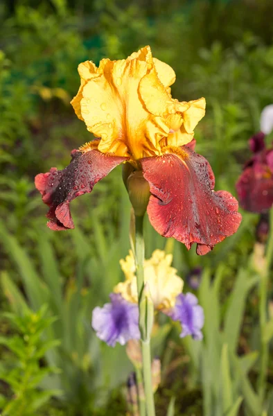 En närbild av en Sultan gula och lila iris på en naturlig grön bakgrund — Stockfoto