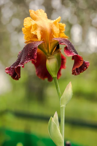 Gros plan d'un iris jaune et violet du sultan sur un fond vert naturel — Photo