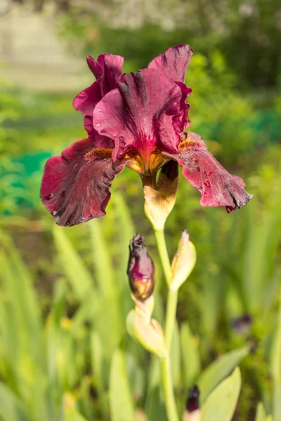 Yeşil çim karşı mor Iris — Stok fotoğraf